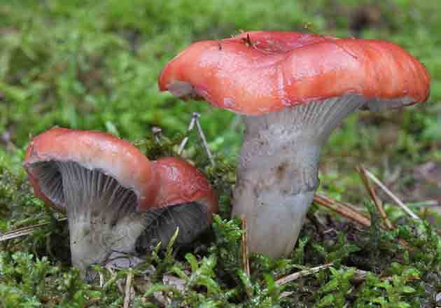 Розовый гриб: фото и описание съедобных и ядовитых видов