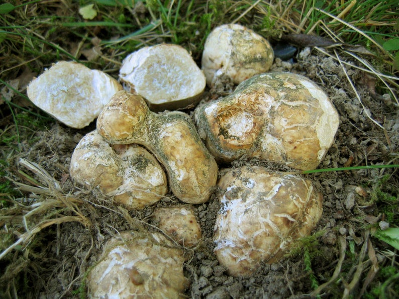 Белый трюфель – фото и описание гриба, где растет и как выглядит, видео