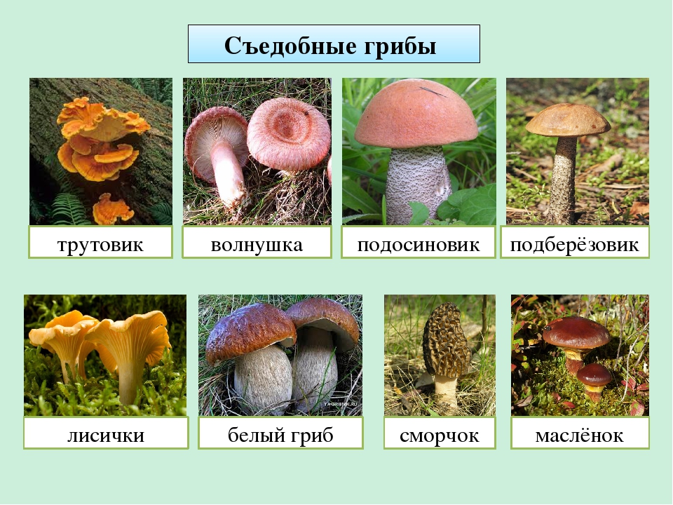 Строение гриба – от грибницы до шляпки - грибы собираем