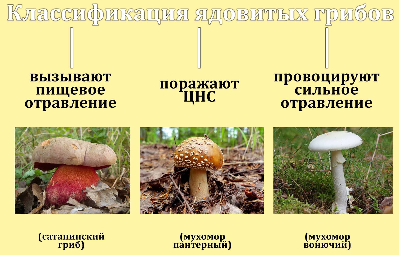 Ложные грибы - фото и описание, ложно-съедобные грибы | отличия