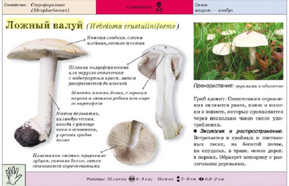 Шампиньон лесной (благушка) - описание, фото гриба