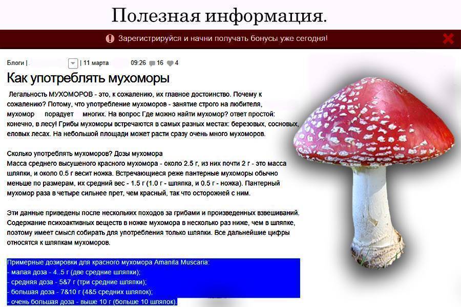 Его величество гриб Мухомор Красный (Amanita muscaria): лечебные свойства, фото, настойка для растирания