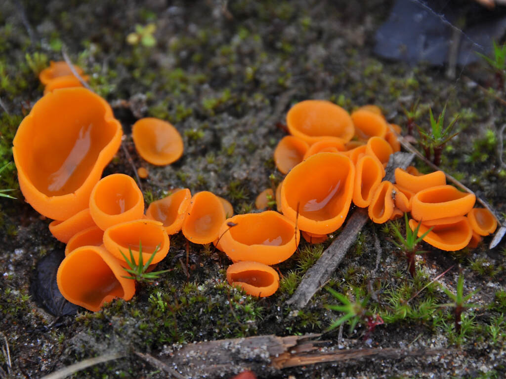 Оранжевый гриб: фото и описание видов