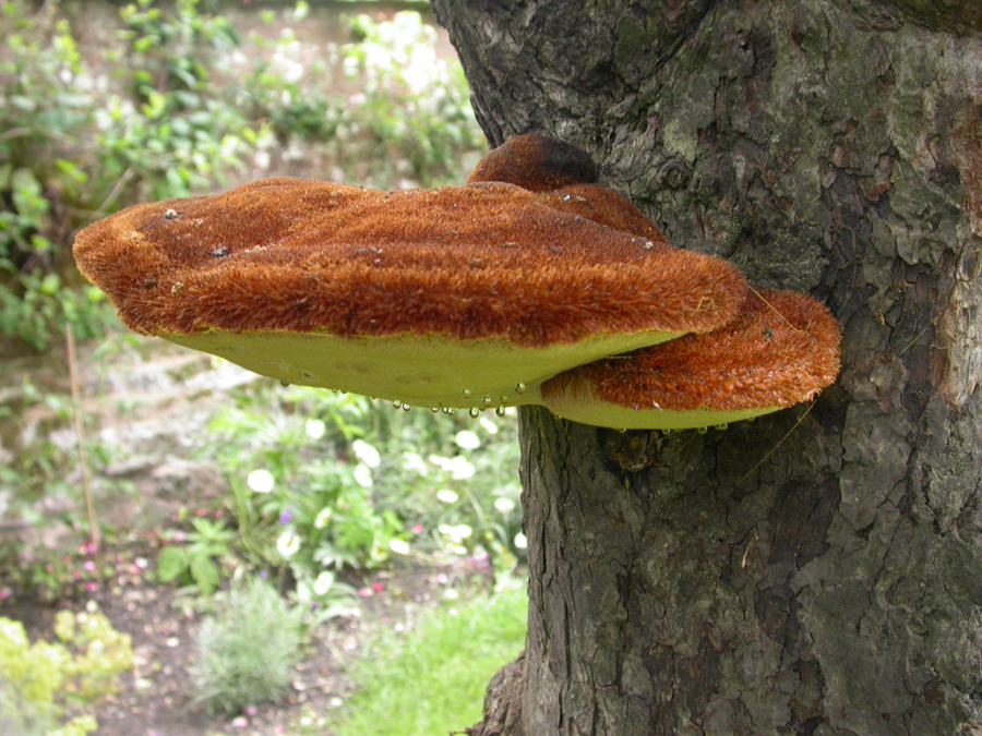 Что такое чага — рецепты и неожиданные свойства полезного гриба