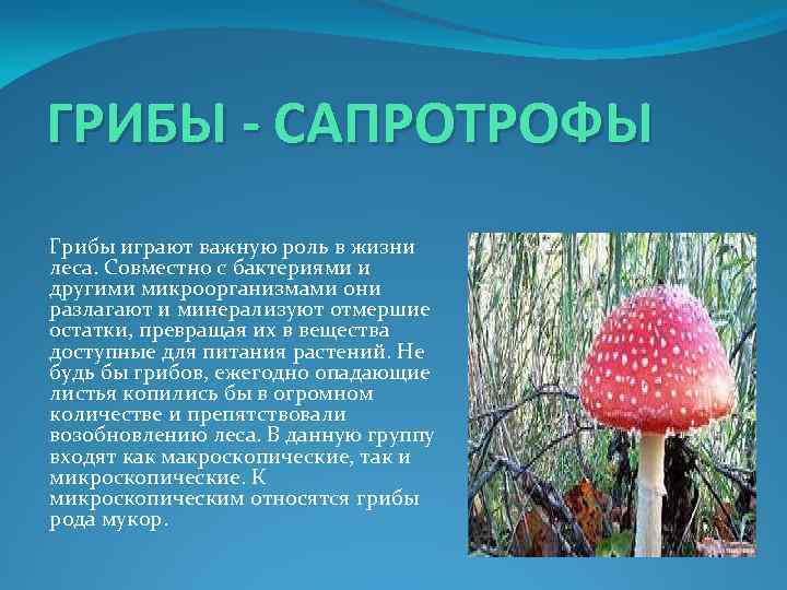 Сапротрофы роль в природе. Сапротрофные грибы представители. Грибы сапротрофы 5 класс биология. Название грибов сапротрофов. Гриб сапротроф.