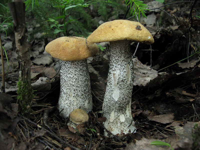 Подосиновик: где растет этот съедобный гриб, почему так называется, описание