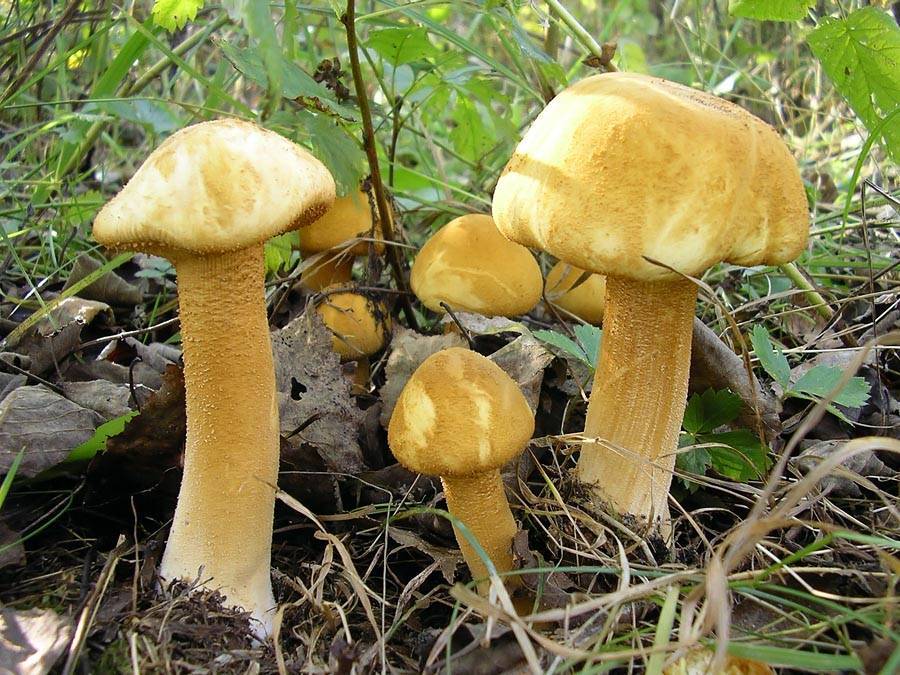 Читать книгу малоизвестные съедобные грибы к. г. булгакова : онлайн чтение - страница 8