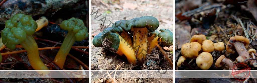 Пецица коричневая — описание гриба, где растет, похожие виды, фото
