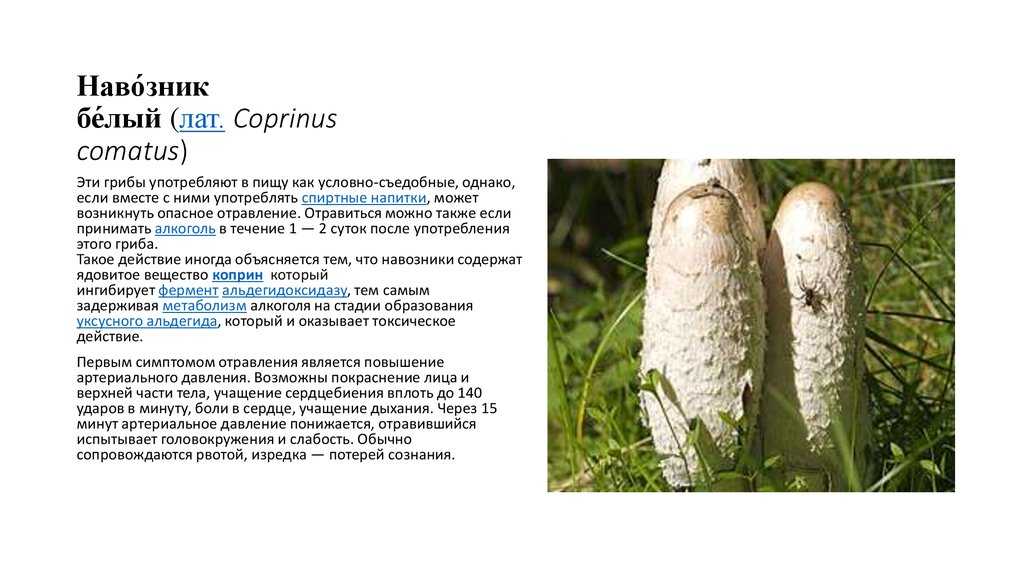 Грибы навозники (coprinus): где растет, виды, фото, калорийность