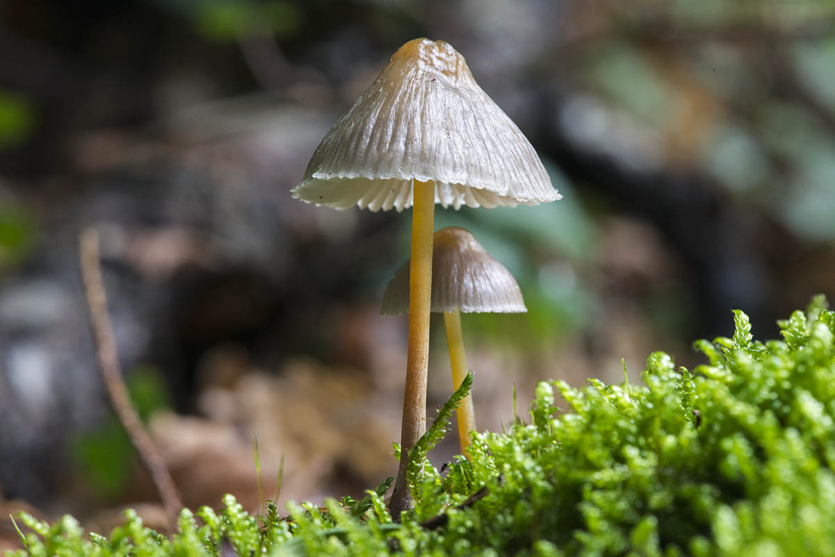 Мицена — описание, где растет, ядовитость гриба