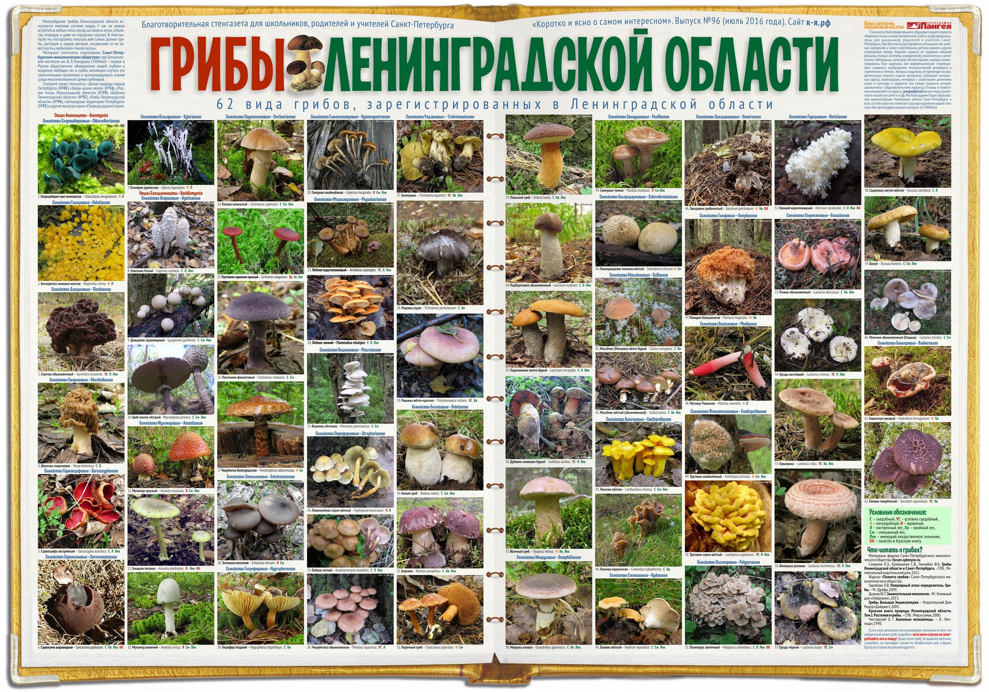 Грибы в ленинградской области 2021: грибные места на фото, карта, отзывы + видео