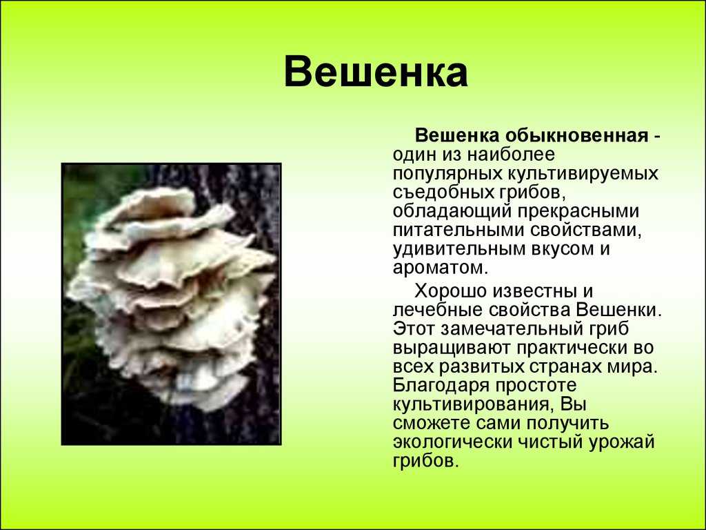 Вешенки: фото-обзор полезных и опасных свойств грибов вешенок