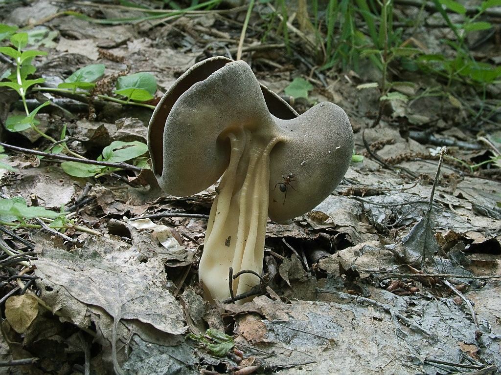 Коллибия масляная (collybia butyracea) или коллибия каштановая: фото, описание и как готовить этот гриб