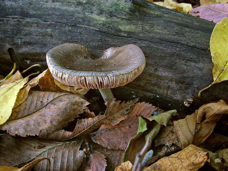 Плютей благородный - описание, где растет, ядовитость гриба