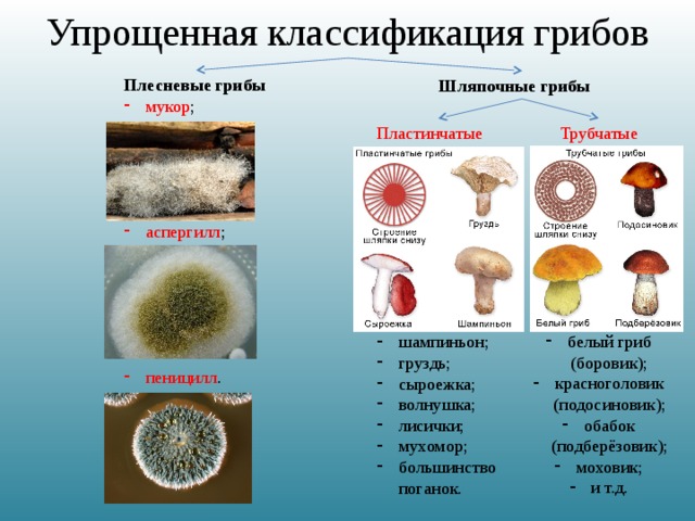 Диктиофора (другое название гриба — «дама-под-вуалью»). 2. мириостома (народное название — «земляная