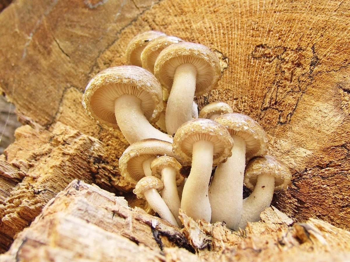 Приготовление грибов зеленушек на зиму: 11 лучших рецептов заготовок