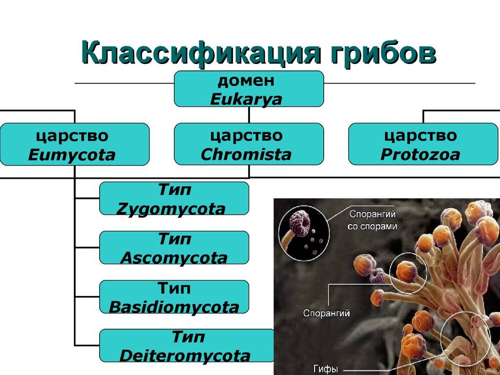 Отдел лишайники - царство грибы - систематика - медицинская ботаника - а.г. сербин - 2003
