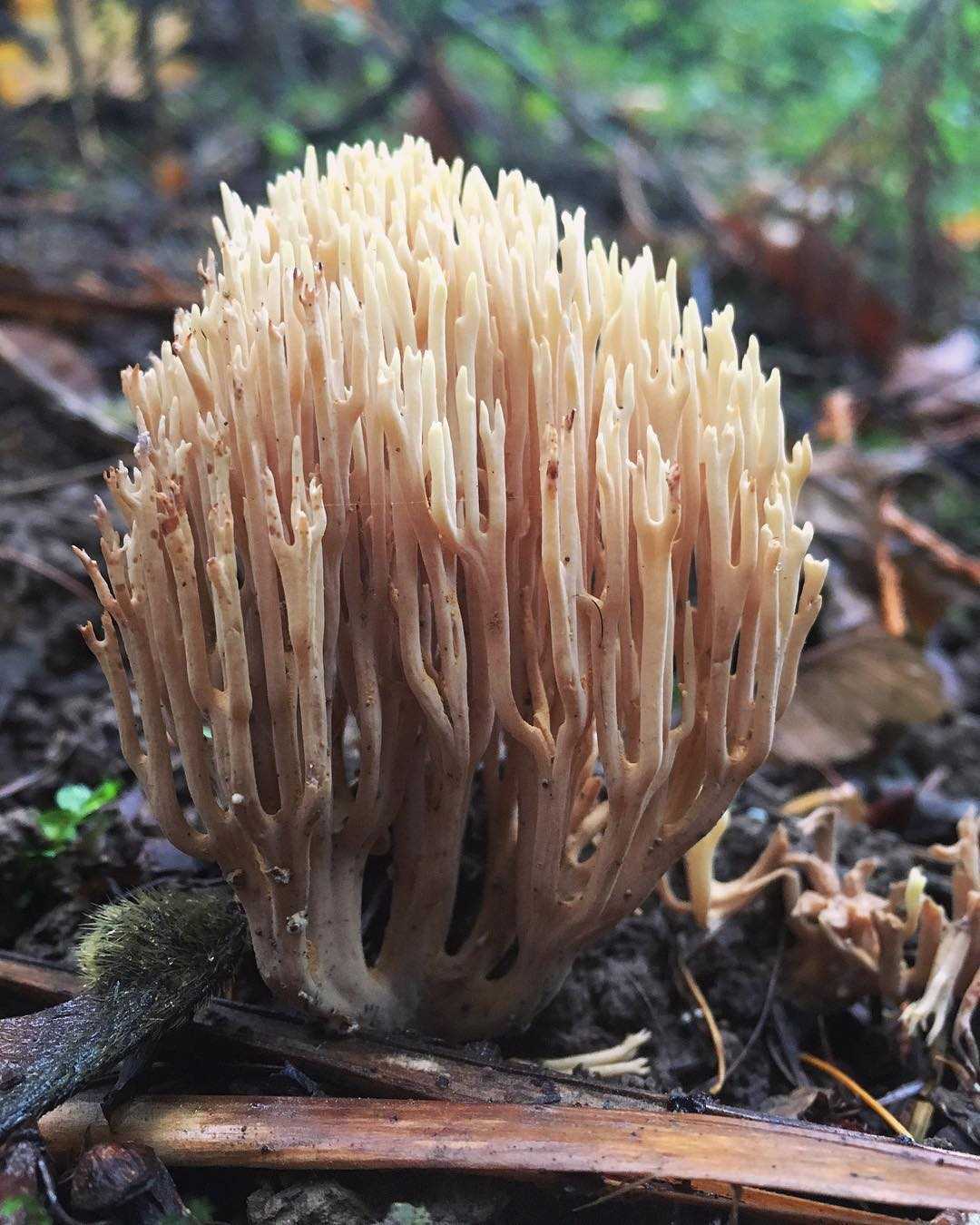 Гриб оленьи рожки - основная информация о грибе грибы собираем