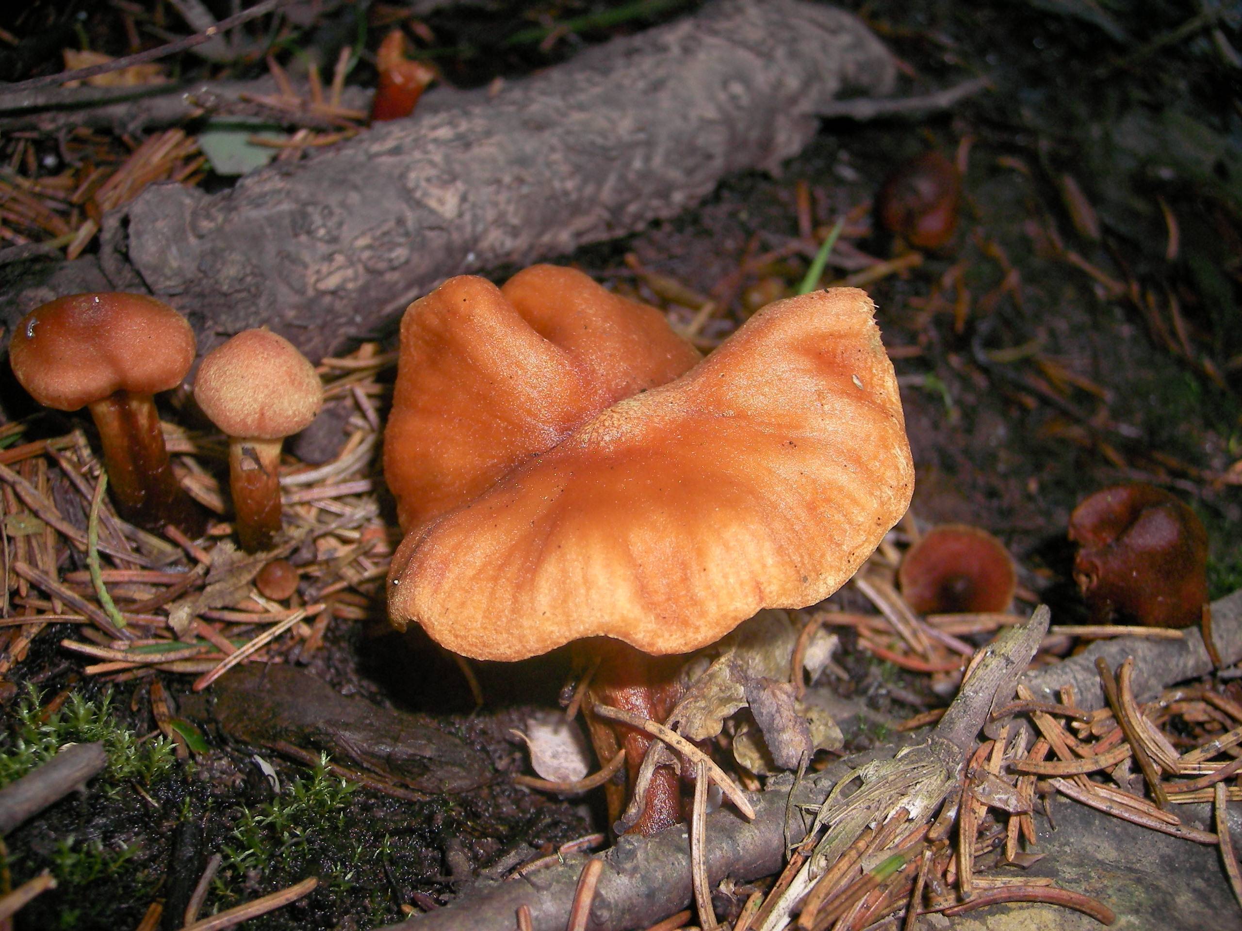Паутинник красивейший: фото и описание гриба, ареал произрастания, токсичность