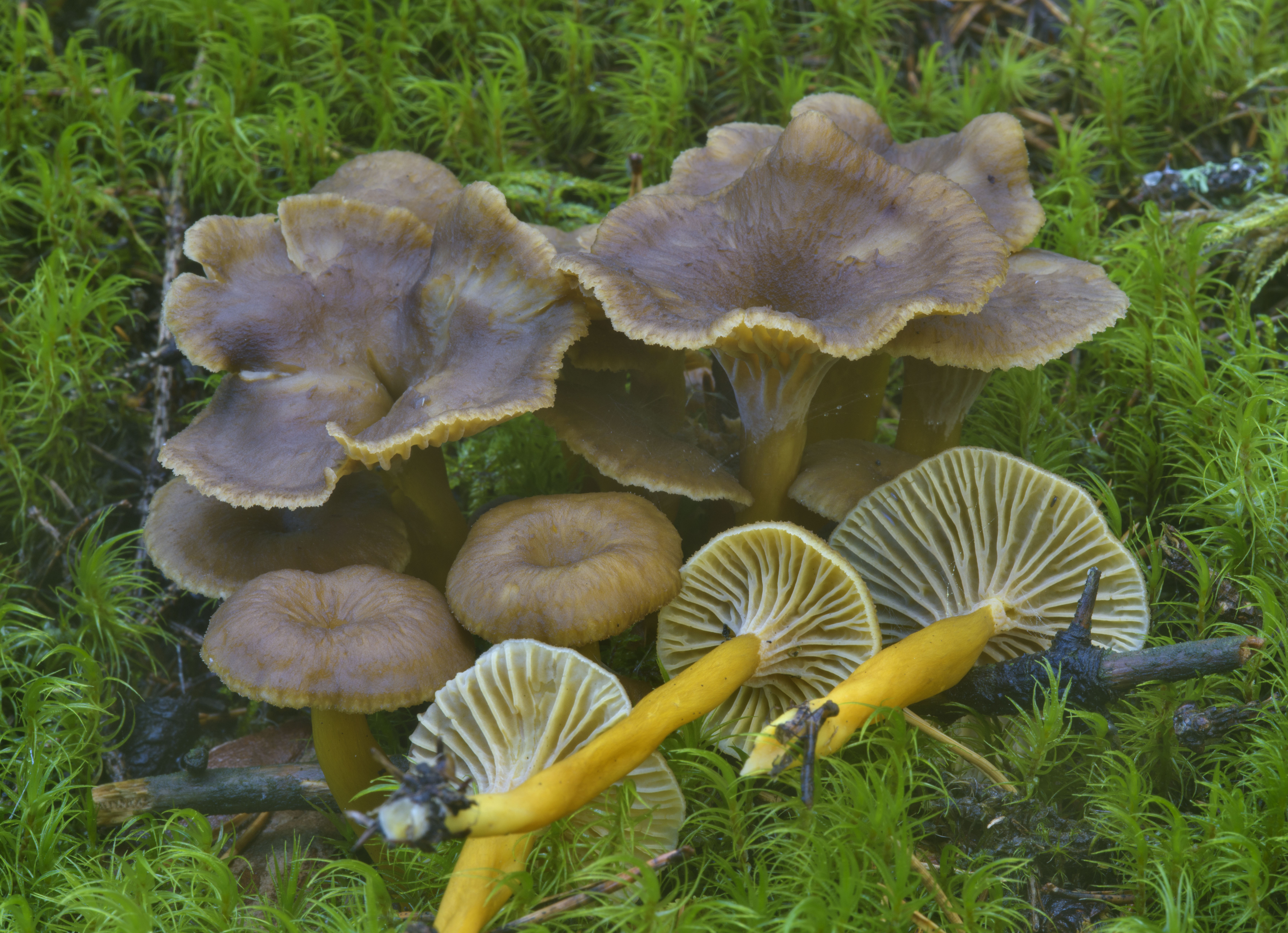 Лисички (грибы) – описание, виды, где растут, свойства, фото.