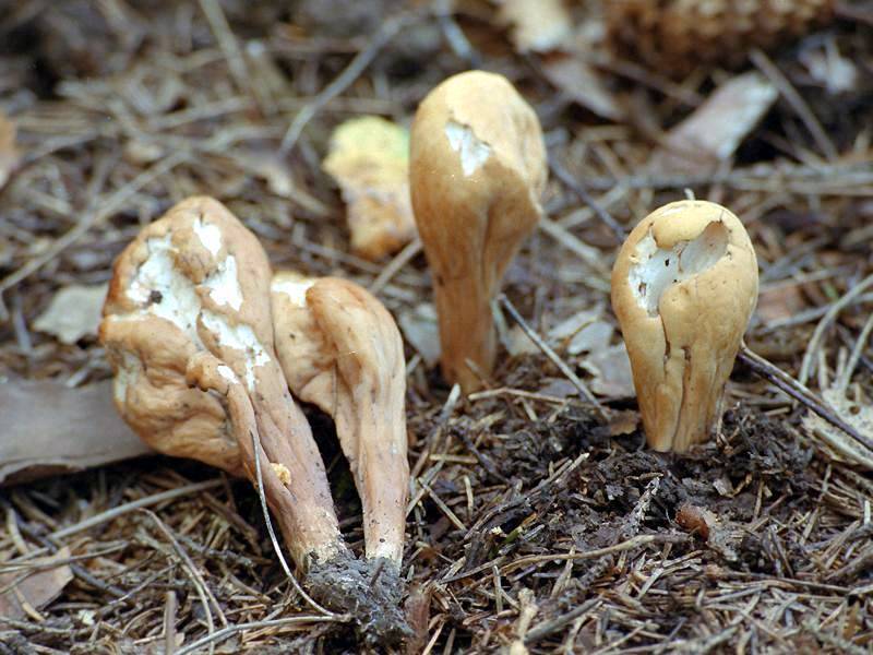 Рогатик пестиковый: фото и описание, польза и съедобность гриба