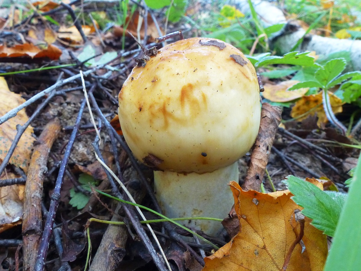 Кульбики фото и описание грибы