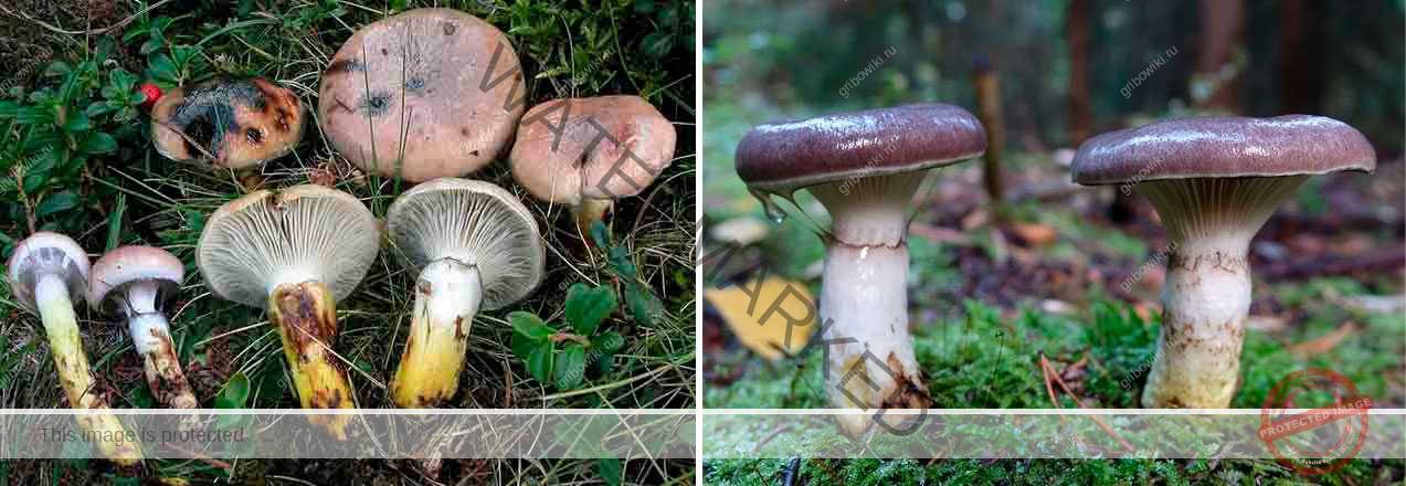 Что такое белый древесный гриб?