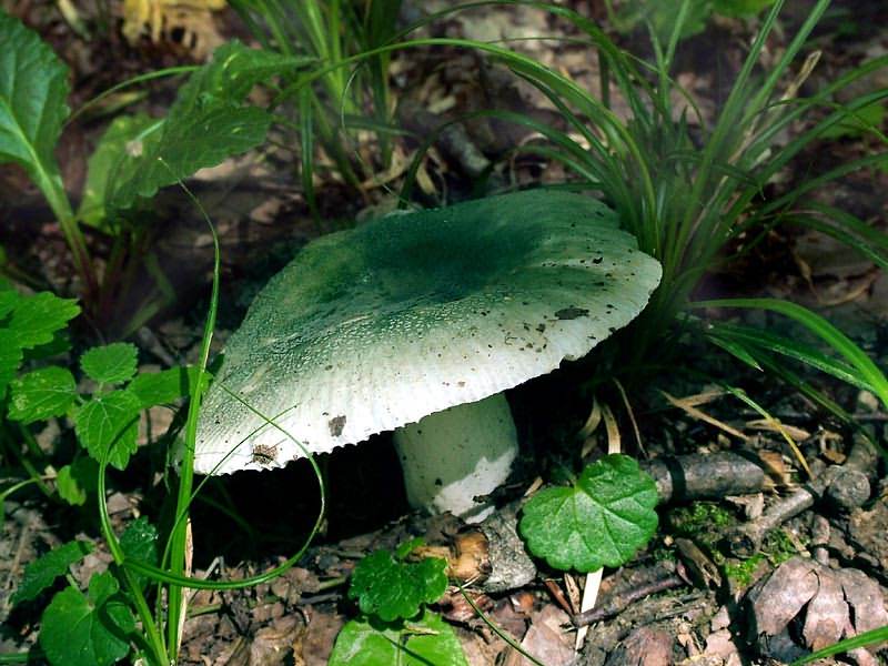 Сыроежка зеленая – фото и описание съедобного гриба, опасные двойники, внешний вид