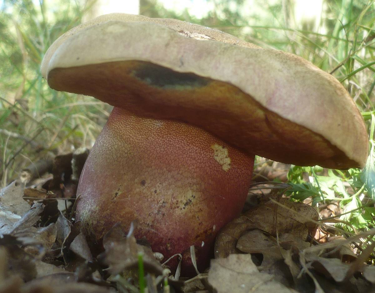 Полубелый гриб, он же жёлтый боровик: фото и описание, съедобен ли он