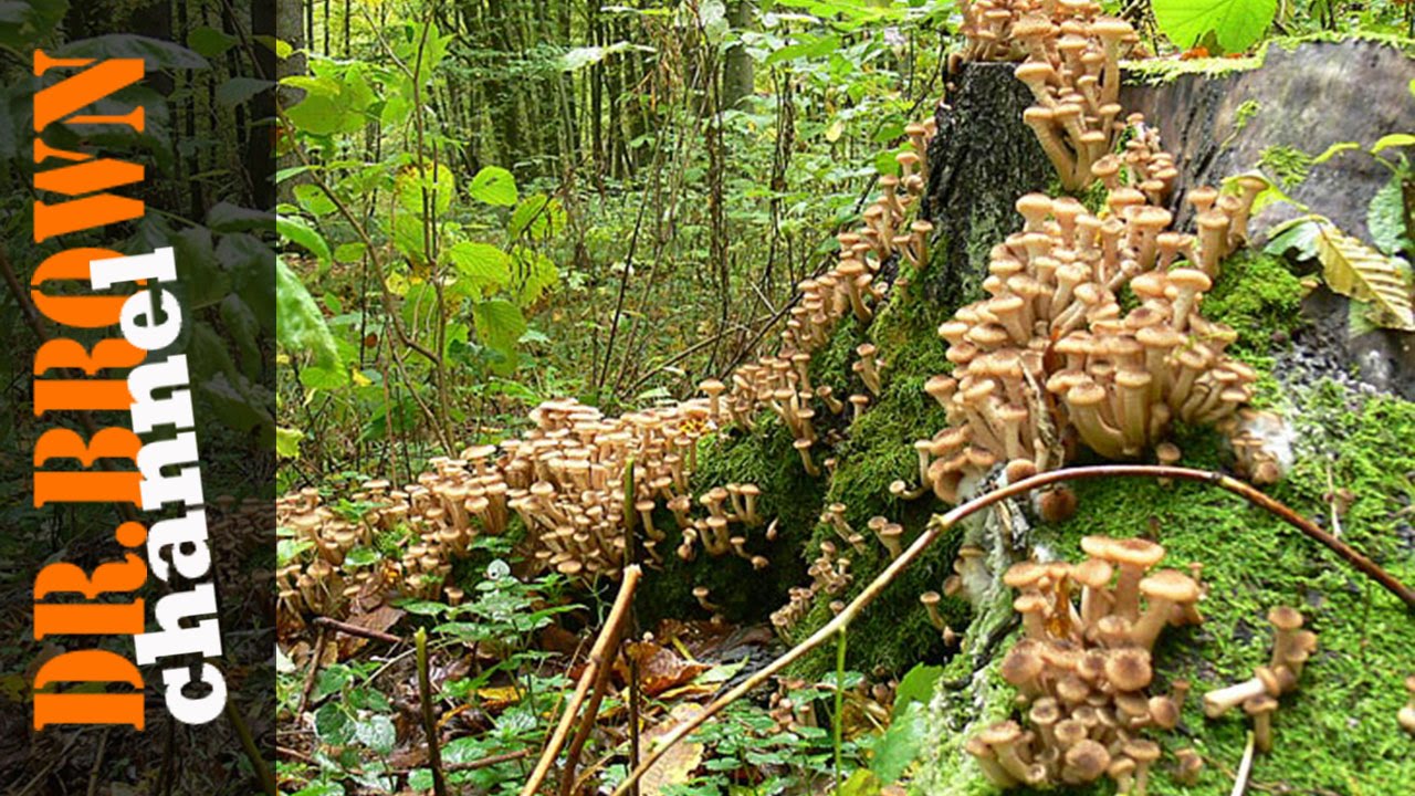 Где растут опята: распространенные виды и места сбора грибов