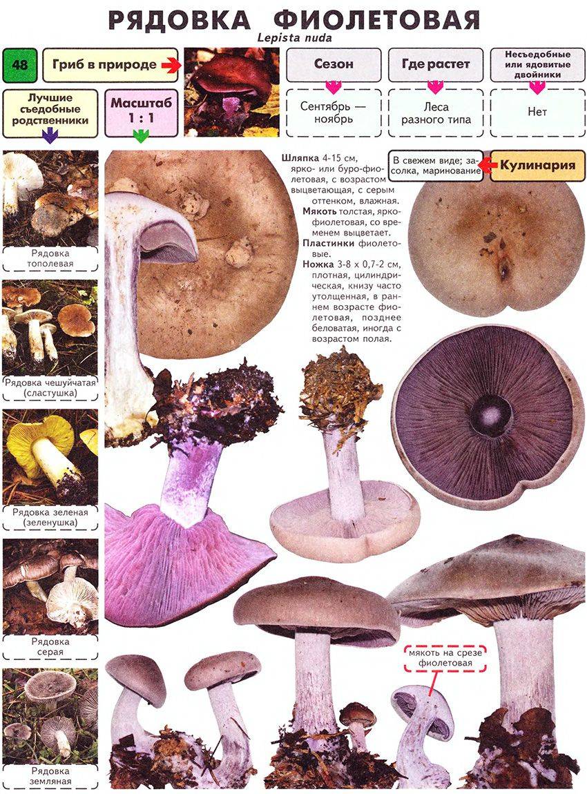 Серушка или рядовка серая - съедобный гриб. описание отличий.  фото.
