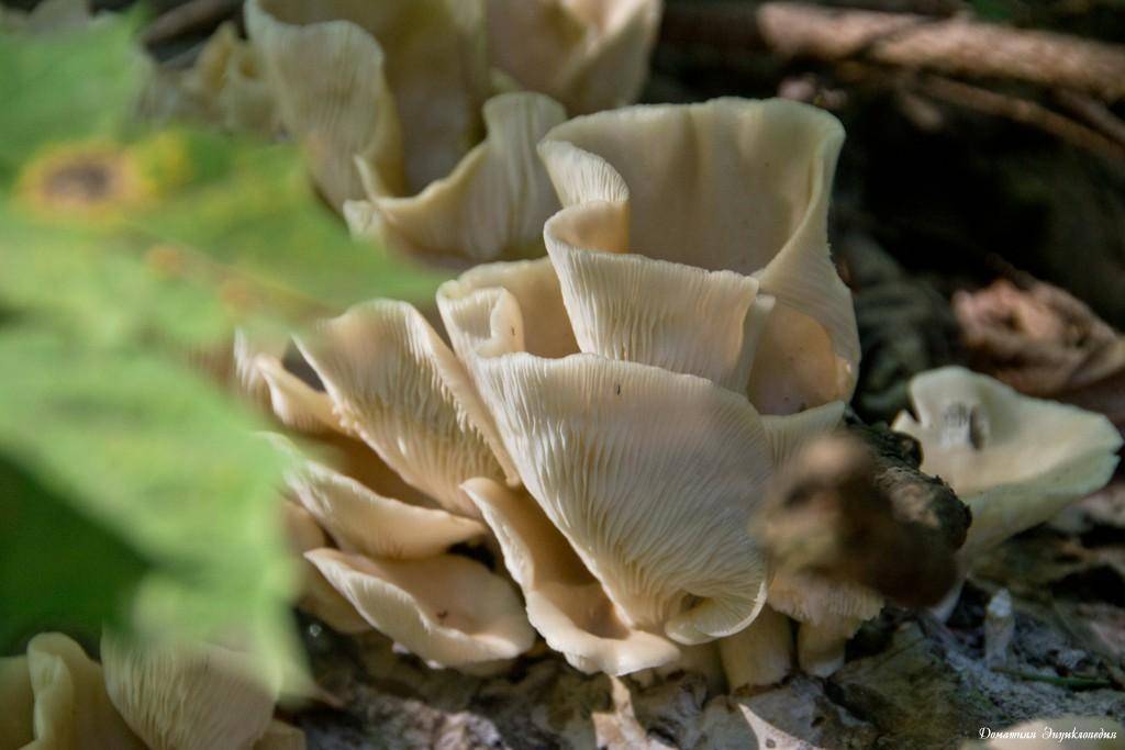 Вешенки наших лесов. часть 1: гостья из гастронома | это грибы! | дзен