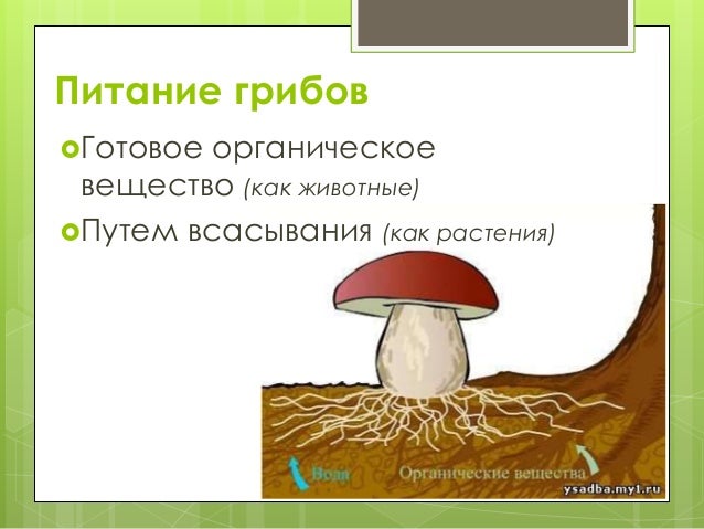 Как питаются грибы
