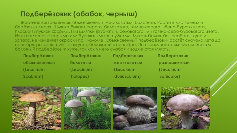 Гриб подберезовик – сытная легенда русского леса + видео