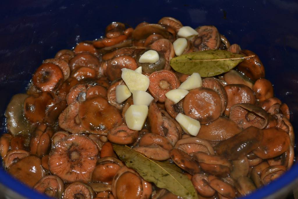 Маринованные рыжики — самый вкусный рецепт на зиму