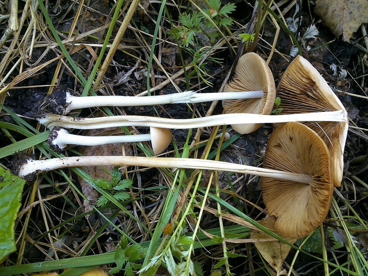 Коноцибе хорошенькая (conocybe pulchella) – грибы сибири