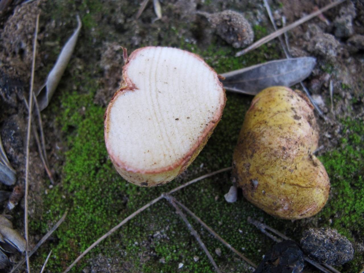 Ризопогон обычный (rhizopogon vulgaris). грибной гиф: почему гриб лучше срезать, а не рвать с корнем грибы быстрее пуль
