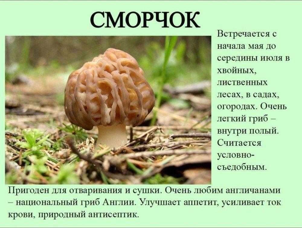 Сморчки грибы фото: свойства съедобного гриба и противопоказания, где растет, когда собирать, сходство со строчками