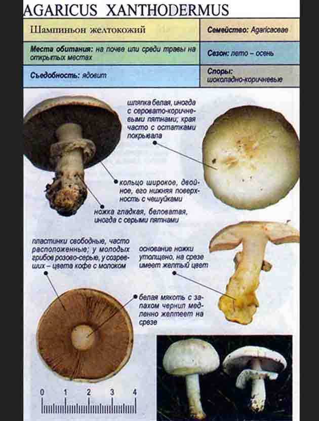 Шампиньон двуспоровый - шампиньоны - грибоводство - собственник