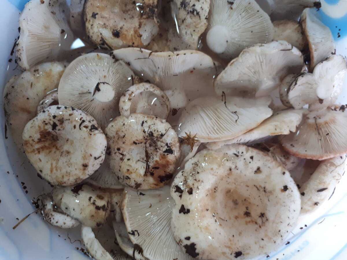 Подгруздок белый, сухой груздь или гриб сухарь: фото, описание и рецепты приготовления