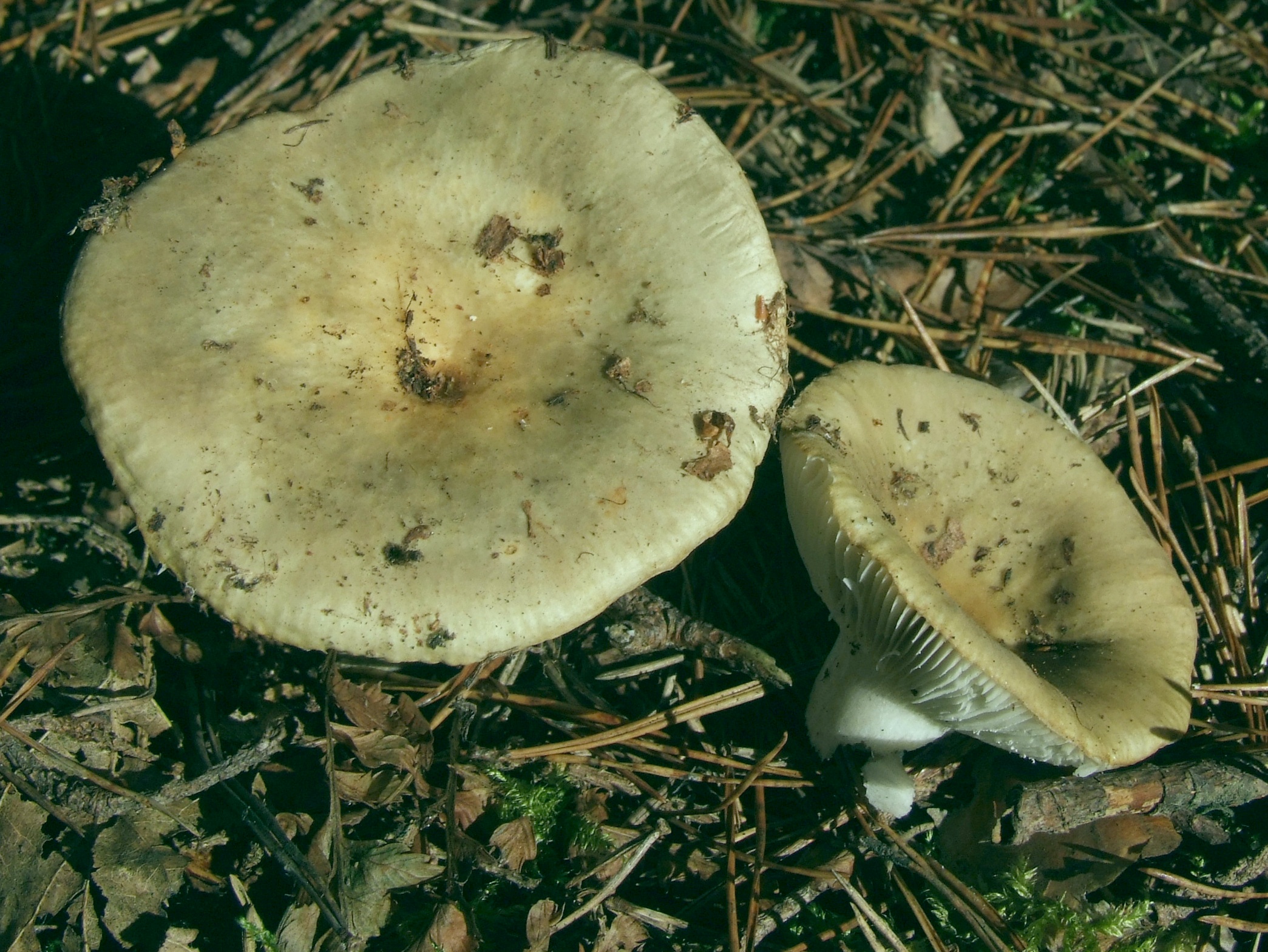 Зеленушка (рядовка зеленая) - описание гриба, где растет, фото двойников.