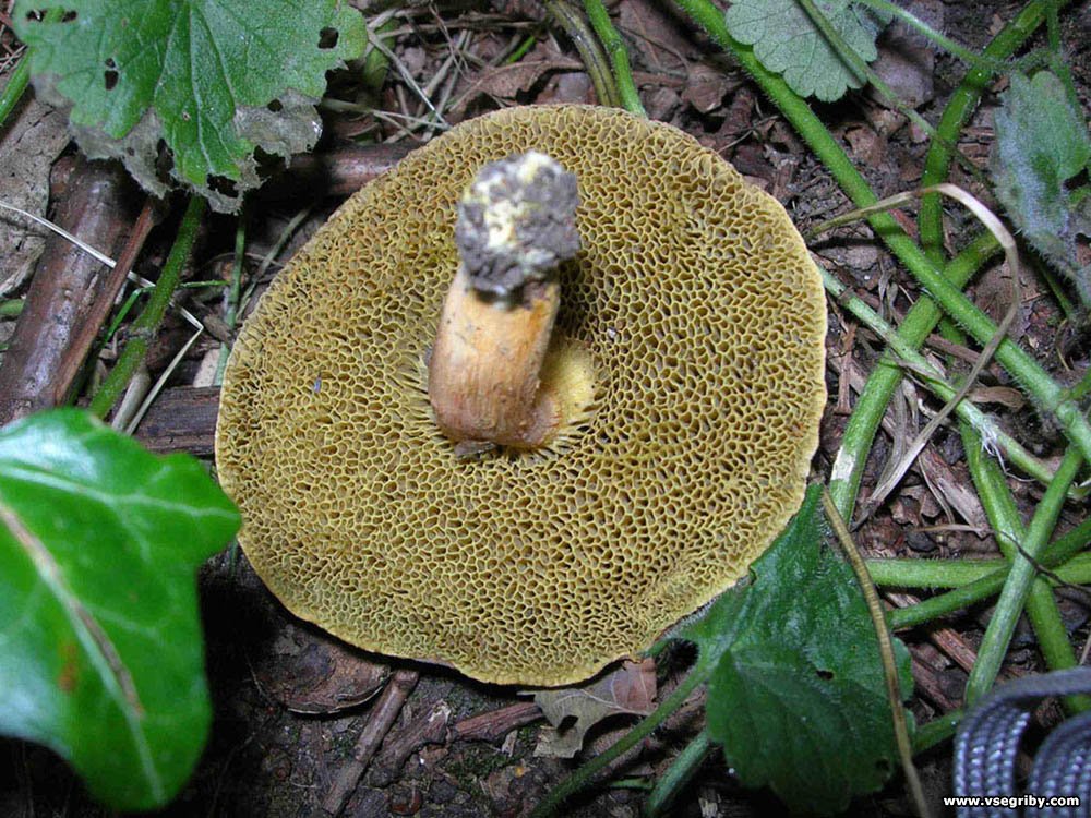 Трубчатые грибы поганки. Моховик поганка шляпка снизу. Ядовитые губчатые грибы Подмосковья. Губчатые грибы съедобные. Желтый губчатый гриб.