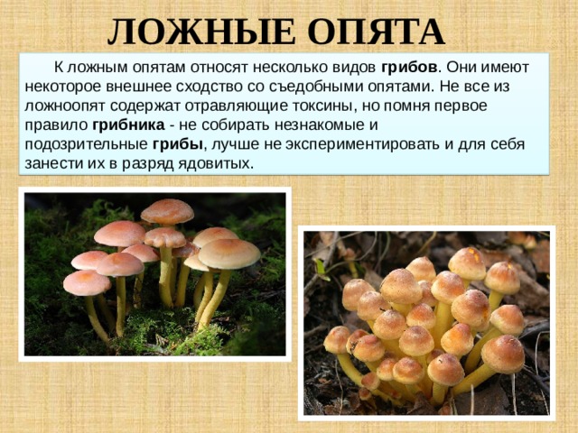 Опёнок ложный серно-жёлтый (hypholoma fasciculare) – грибы сибири