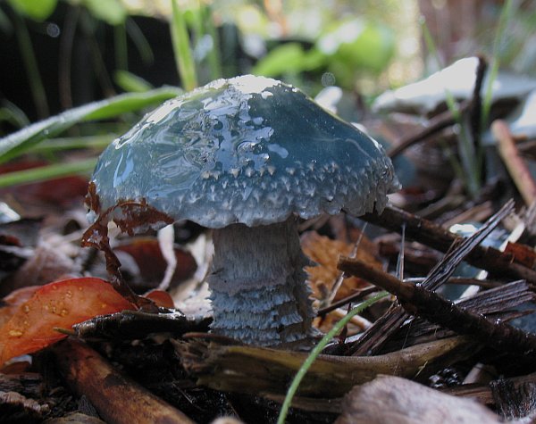 Рядовка фиолетовая (лиловая) или гриб синюха (lepista nuda): фото, описание и как его готовить