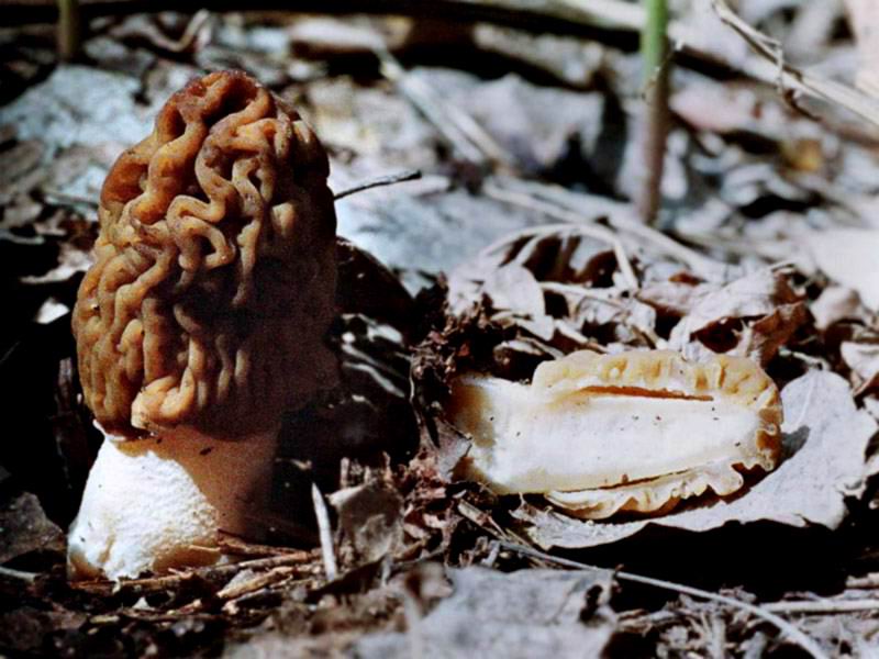 Шапочка грибочка своими руками из картона – : – – club-detstvo.ru – центр искусcтв и творчества марьина роща