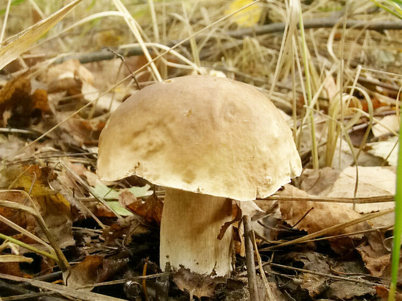 Белый гриб березовый - фото и описание, где обитает и как выглядит
