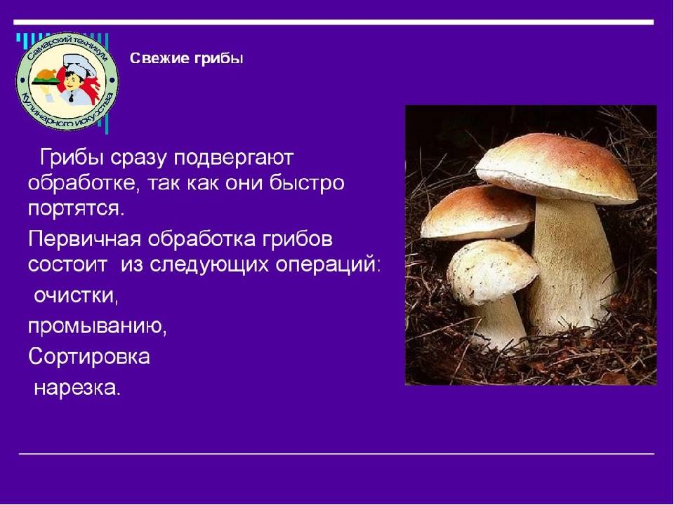 Все про польские грибы