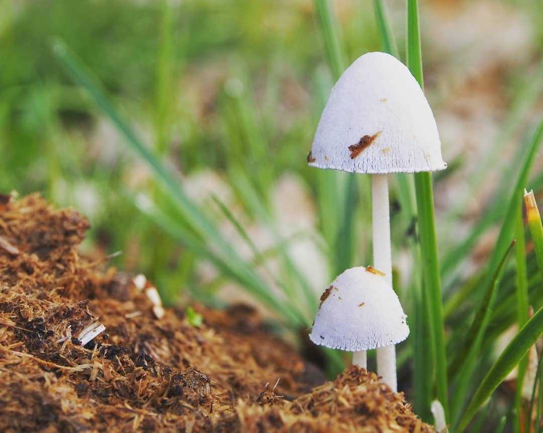 Навозник белый — описание гриба, где растет, похожие виды, фото