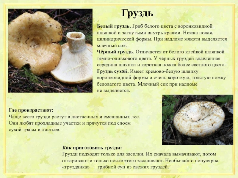 Виды груздей: фото и описание, как выглядят, в каких лесах растут самые популярные разновидности грибов