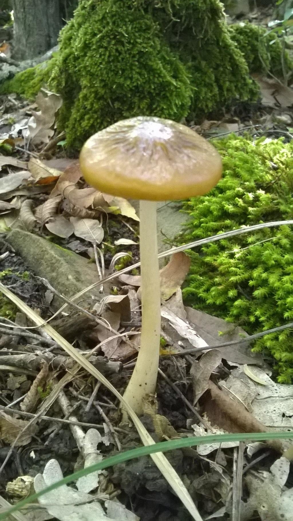 Съедобные и несъедобные грибы с морщинами на шляпке